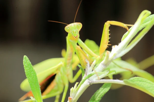 Богомол узкокрылый (Tenodera angustipennis), поедающий цикаду в Японии — стоковое фото