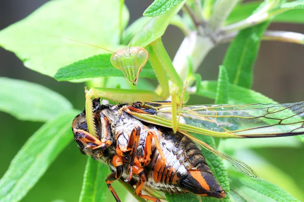 Mantis de asa estreita (Tenodera angustipennis) consumindo cigarra no Japão — Fotografia de Stock
