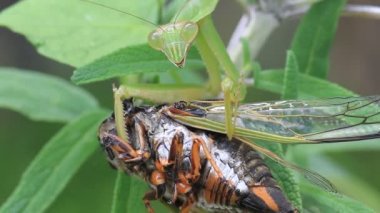 mantis (tenodera angustipennis) dar kanatlı beslenme ağustosböceği, Japonya