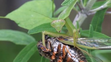 mantis (tenodera angustipennis) dar kanatlı beslenme ağustosböceği, Japonya
