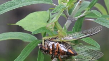 mantis (tenodera angustipennis) dar kanatlı beslenme ağustosböceği, Japonya