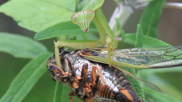 Mantis de asa estreita (Tenodera angustipennis) consumindo cigarra no Japão — Vídeo de Stock