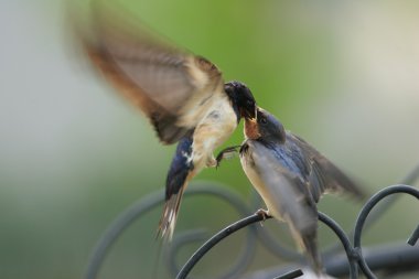 Japonya'da kırlangıcı (hirundo rustica)