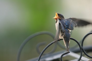 Japonya'da kırlangıcı (hirundo rustica)