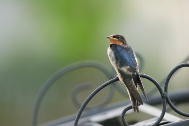 Japonya'da kırlangıcı (hirundo rustica)