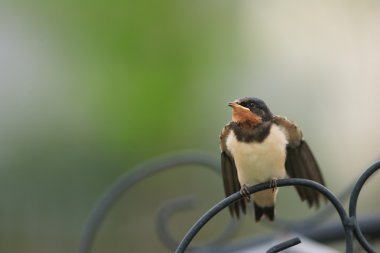 Japonya'da kırlangıcı (hirundo rustica)