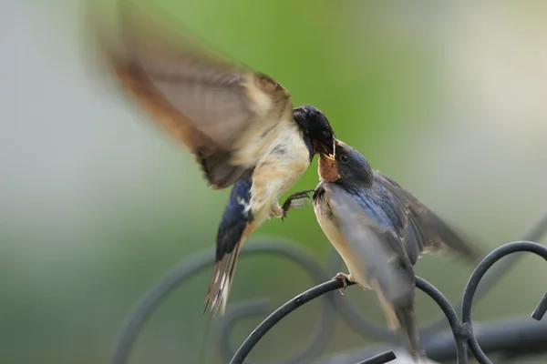 Barn Swallow (Hirundo rustica) in Giappone — Foto Stock