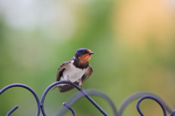 Ladusvala (hirundo rustica) i japan — Stockfoto