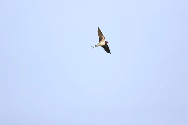 Barn swallow (hirundo rustica) w Japonii — Zdjęcie stockowe