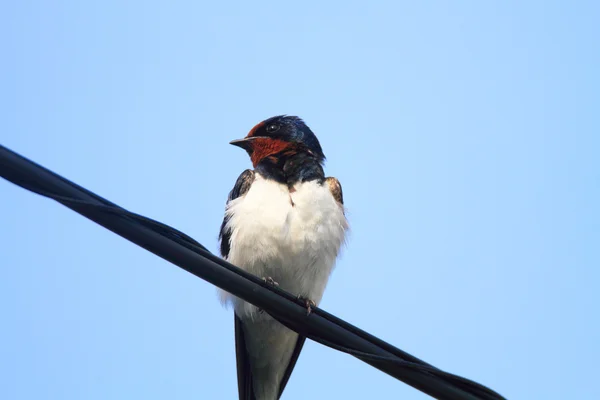 Ladusvala (hirundo rustica) i japan — Stockfoto