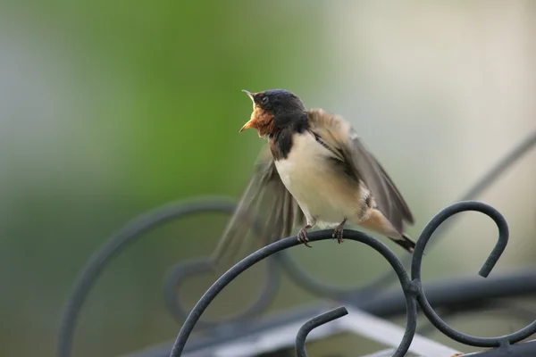 Engolir celeiro (Hirundo rustica) no Japão — Fotografia de Stock