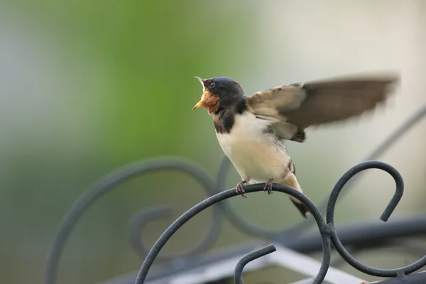 일본에서 축 사 제비 (hirundo rustica) — 스톡 사진