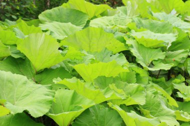 Dev palamut (petasites japonicus) hokkaido, Japonya