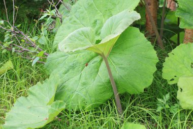 Dev palamut (petasites japonicus) hokkaido, Japonya
