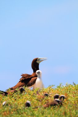 Brown Booby (Sula leucogaster) in Japan clipart