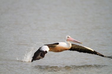 Australian pelican (Pelecanus conspicillatus) in Cairns, Australia clipart