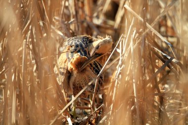 Japonya'da Avrasya Bittern(Botaurus stellaris)
