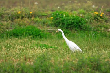 jaan içinde ara ak balıkçıl (ardea intermedia)