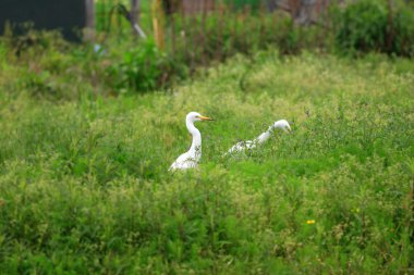 jaan içinde ara ak balıkçıl (ardea intermedia)