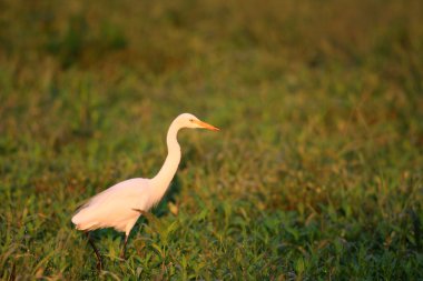 jaan içinde ara ak balıkçıl (ardea intermedia)
