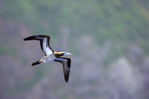 Brown Booby (Sula leucogaster) in Japan — Stock Photo, Image