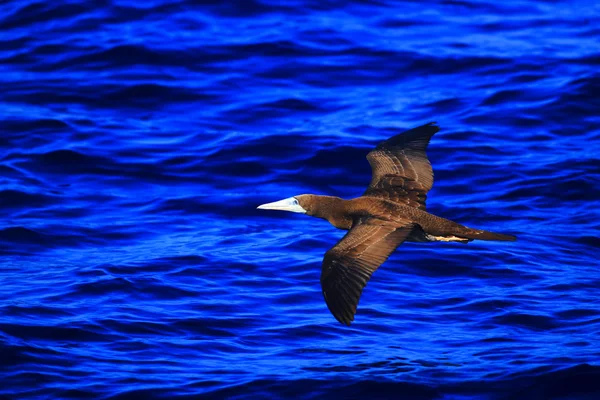 Brauner Sprengmeister (Sula leucogaster) in Japan — Stockfoto