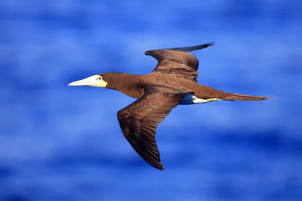 Brown Booby (Sula leucogaster) in Japan — Stock Photo, Image