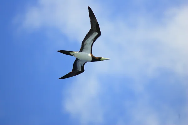 Booby brązowy (Sula leucogaster) w Japonii — Zdjęcie stockowe