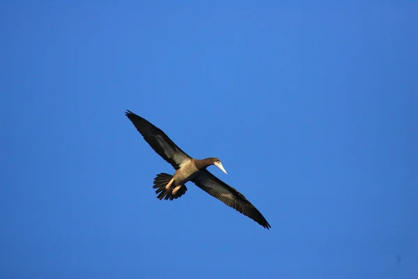 Brown Booby (Sula leucogaster) in Japan — Stock Photo, Image