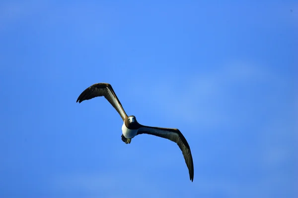 Brown Booby (Sula leucogaster) in Japan — Stock Photo, Image
