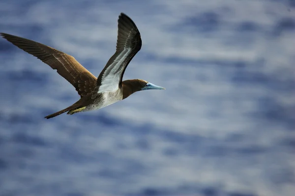 Brown Booby (Sula leucogaster) in Japan — Stock Photo, Image