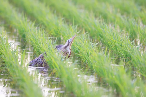 Blongios d'Eurasie (Botaurus stellaris) au Japon — Photo