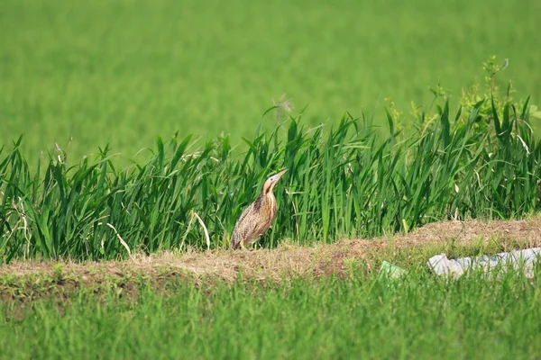 Bittern eurasiático (Botaurus stellaris) en Japón — Foto de Stock