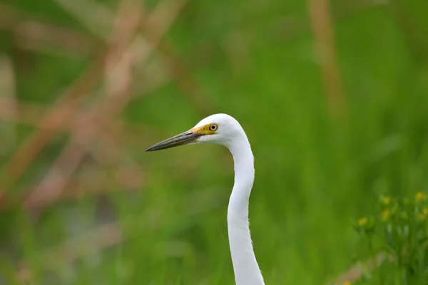 Jaan içinde ara ak balıkçıl (ardea intermedia) — Stok fotoğraf