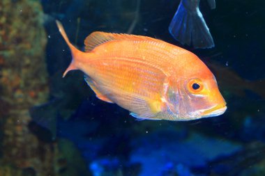 yellowback çupra (sarpa tumifrons), Japonya