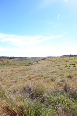 Sri Lanka 'daki Horton Plains Ulusal Parkı