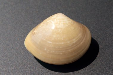 Japonya'da yaygın şark midye (meretrix lusoria)