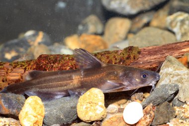 Forktail bullhead catfish (Pelteobagrus nudiceps) in Japan clipart
