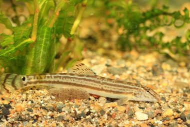 Japon ortak çizgili loach (cobitis striata) Japonya