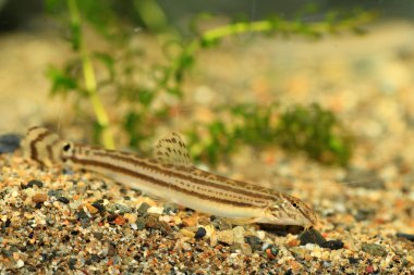 Japon ortak çizgili loach (cobitis striata) Japonya