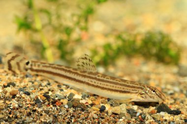 Japon ortak çizgili loach (cobitis striata) Japonya