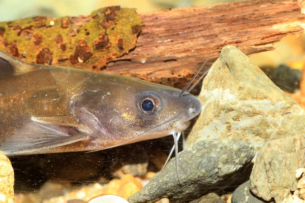 Forktail bullhead catfish (Pelteobagrus nudiceps) em Japão — Fotografia de Stock