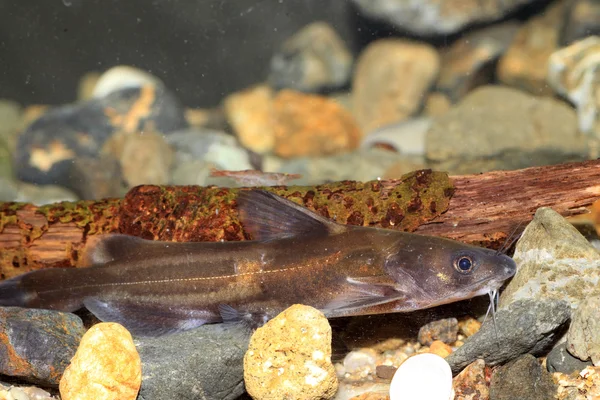 forktail bullhead yayın balığı (pelteobagrus nudiceps), Japonya