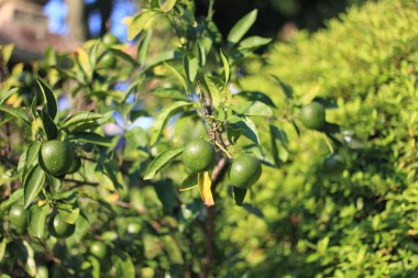 Mandalina ağacı Japonya'da