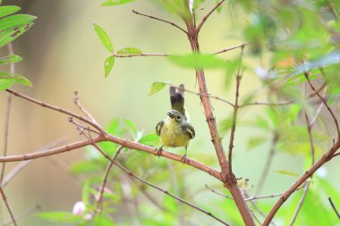 sunbird (anthreptes malacensis) Singapur kadın kahverengi boğazlı
