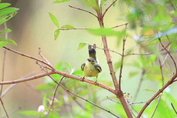 Hnědá throated sunbird (anthreptes malacensis), které jsou ženské v Singapuru — Stock fotografie
