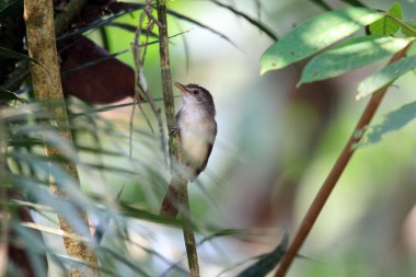 Malezya isli şapkalı yedikardeşi (afin malacopteron)