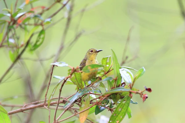 Brown-throated sunbird (Anthreptes malacensis) female in Singapore — Stock Photo, Image