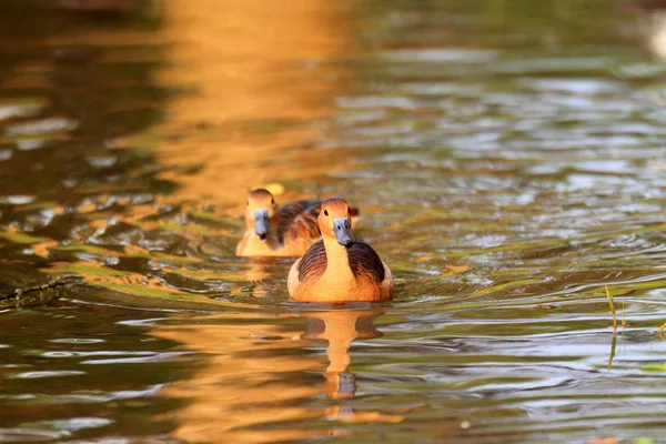 Petit Canard siffleur (Dendrocygna javanica) à Singapour — Photo