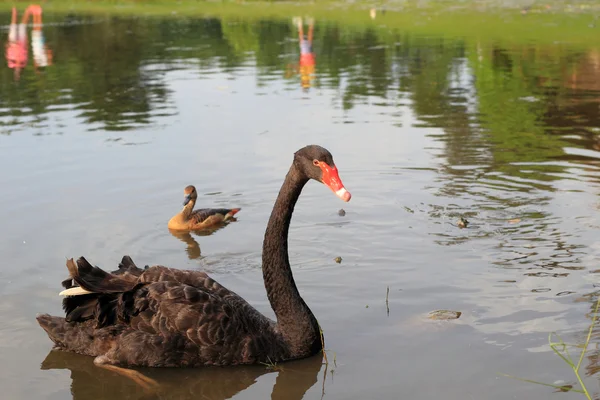 Black swan (Cygnus atratus) in Singapore — Stock Photo, Image